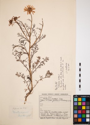Sea Mayweed